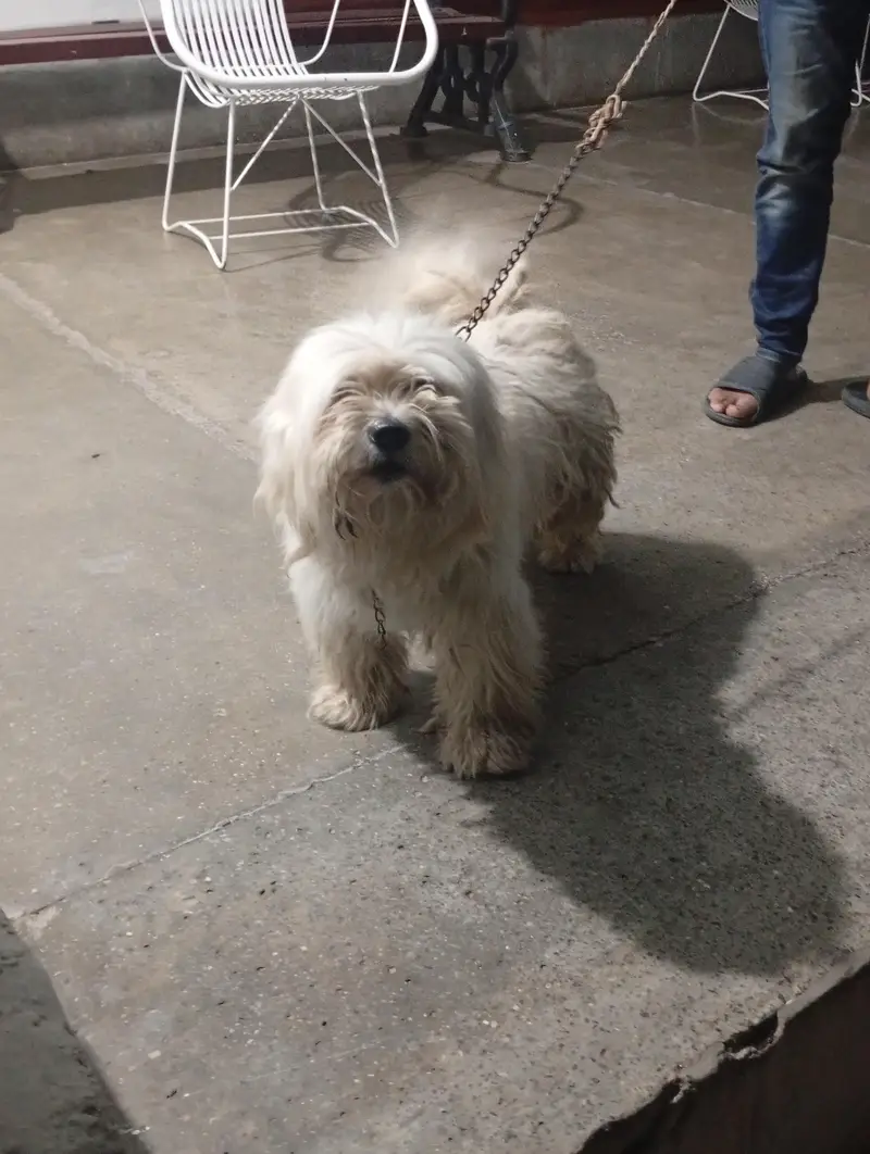 shitzu poodle puppies — photo 6