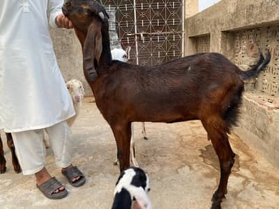 goat with baby's