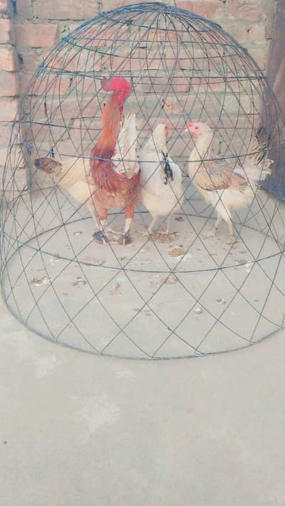 health hen