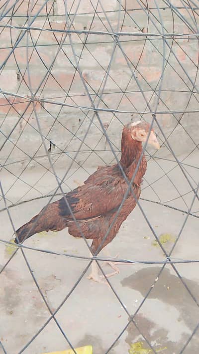 health hen