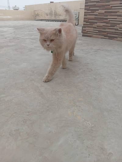 pure persian