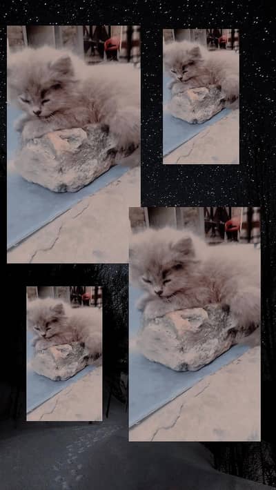 persian cat for sale urgent