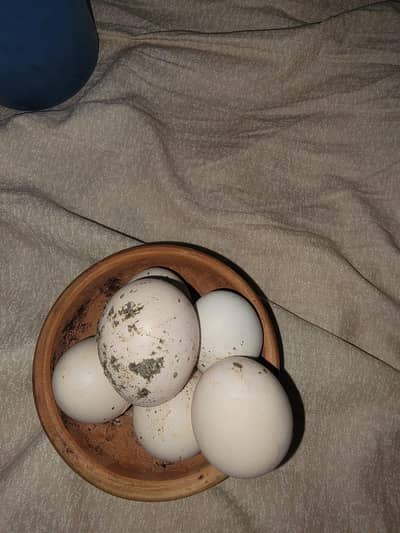 Aseel egg