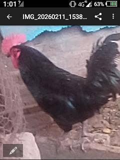 incobator for sale 50+ egg watasapp pr rabta kren . . . 03016041234