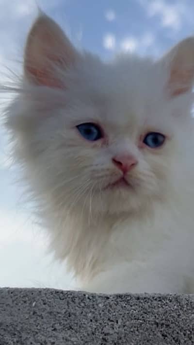 Persian kittens