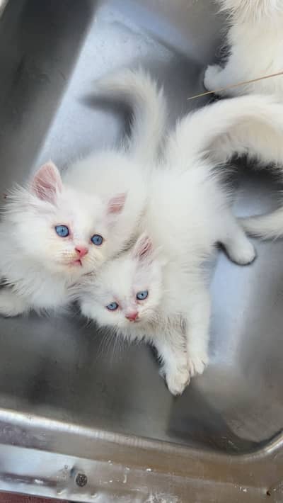 Persian kittens