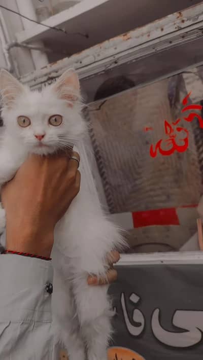 Beautiful Male & Female Kittens Available