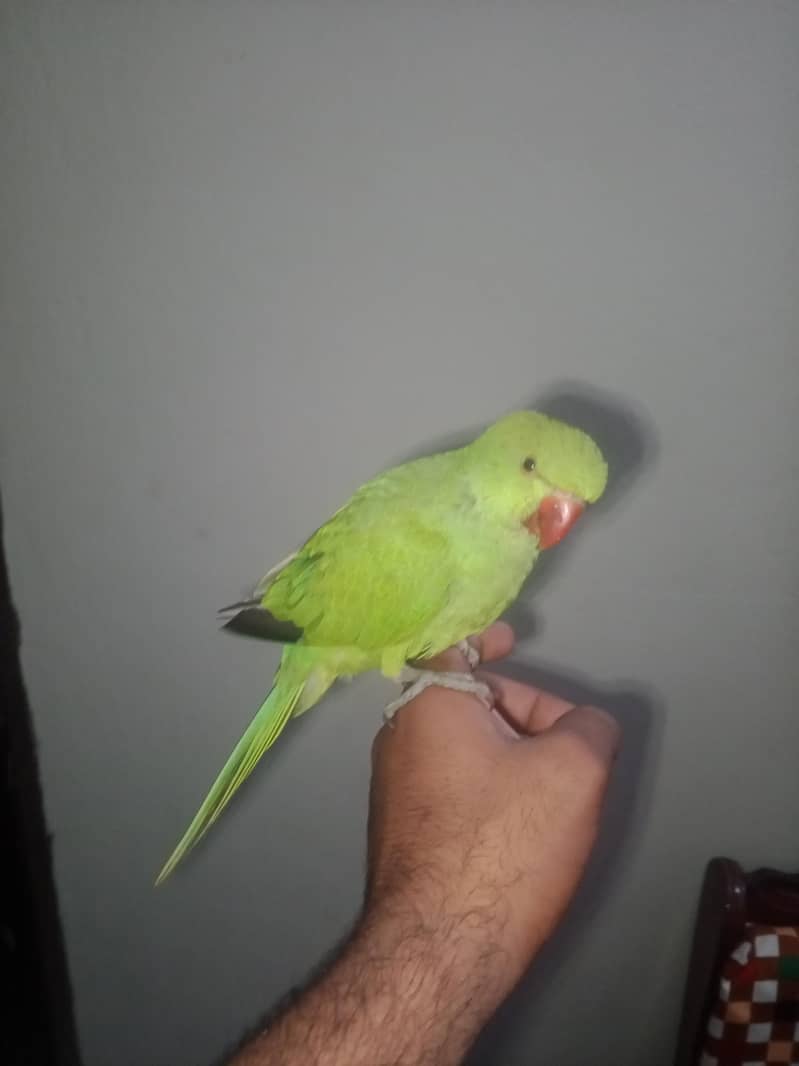 ringneck 0