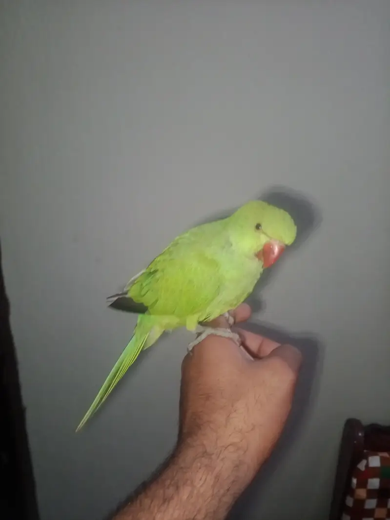 ringneck