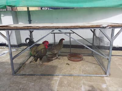 MURGA MURGI WITH CAGE