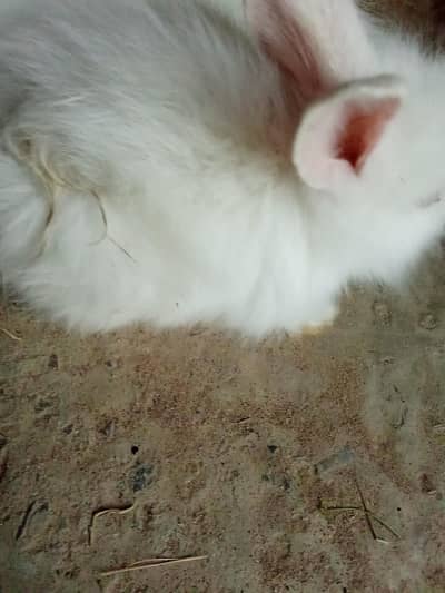 angora cross rabbits pair