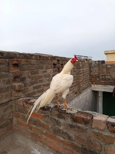 Heera murga