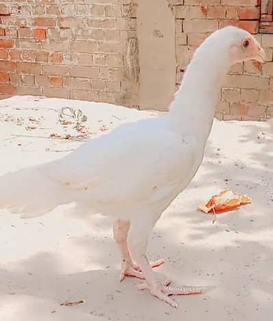 White Heera