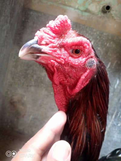 male 18000 female 5000 03148540250