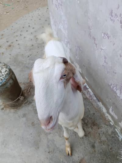 Gulabi Bakri Hai 4 Dant Hai 1.5 Month Ka Laga Hai