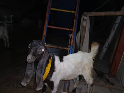2 BAKRAS FOR SALE 3 MONTHS AND 4.5 MONTHS