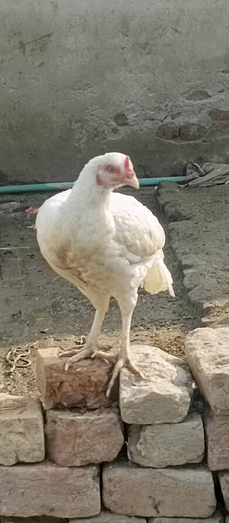 Heera Pathi 3