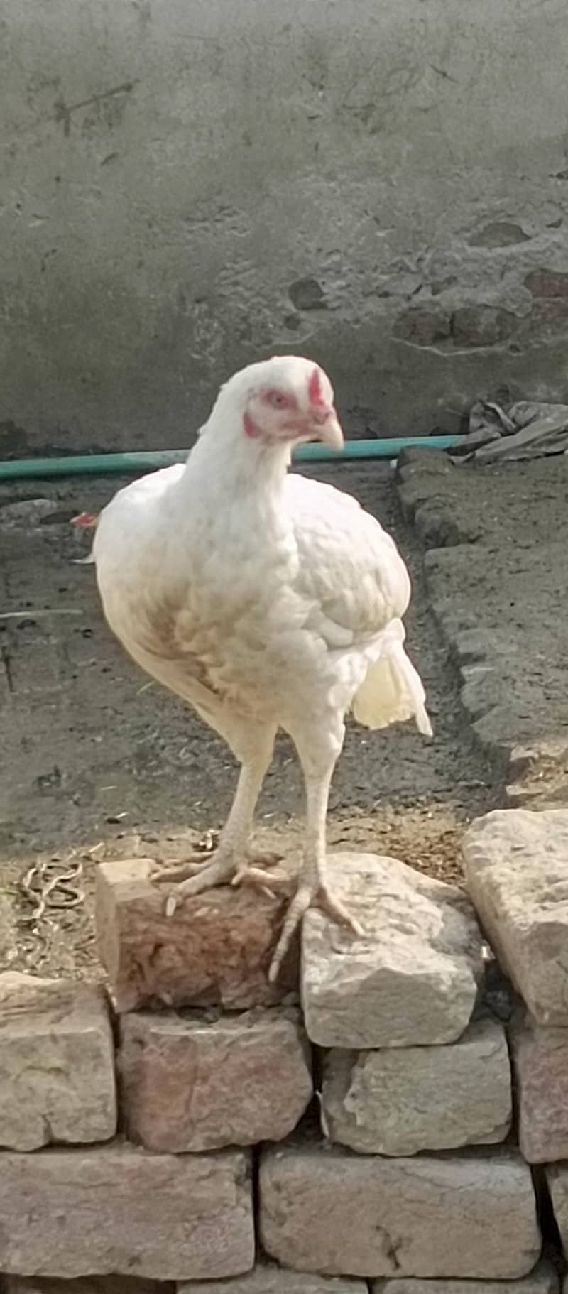 Heera Pathi 4