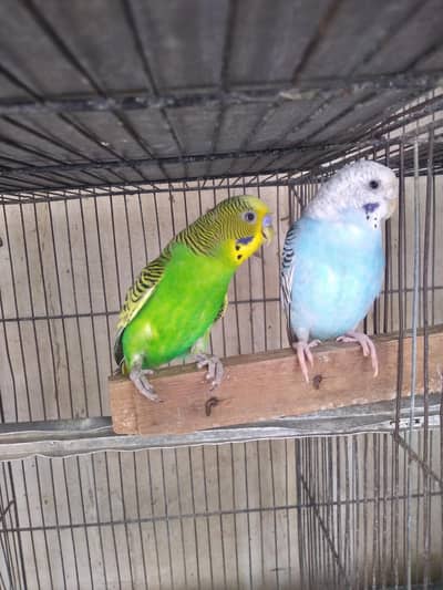 Budgies for sell|| Budgies birdsfor sell|| read complete ad