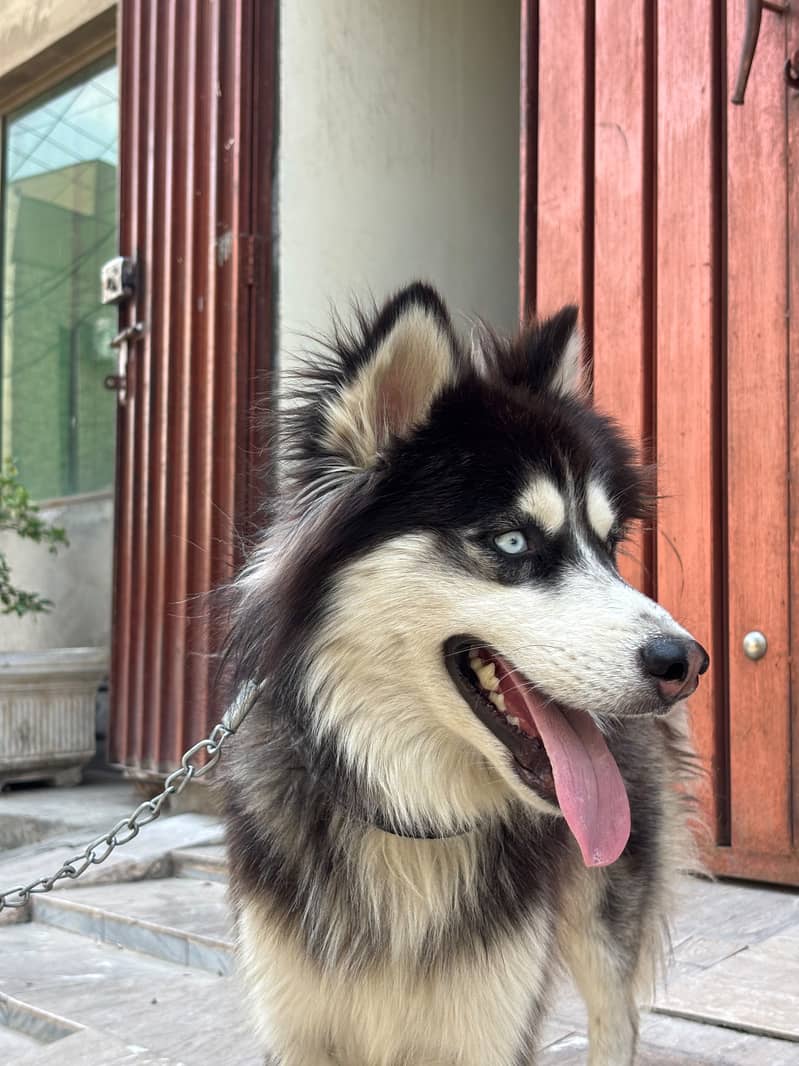 Husky 0