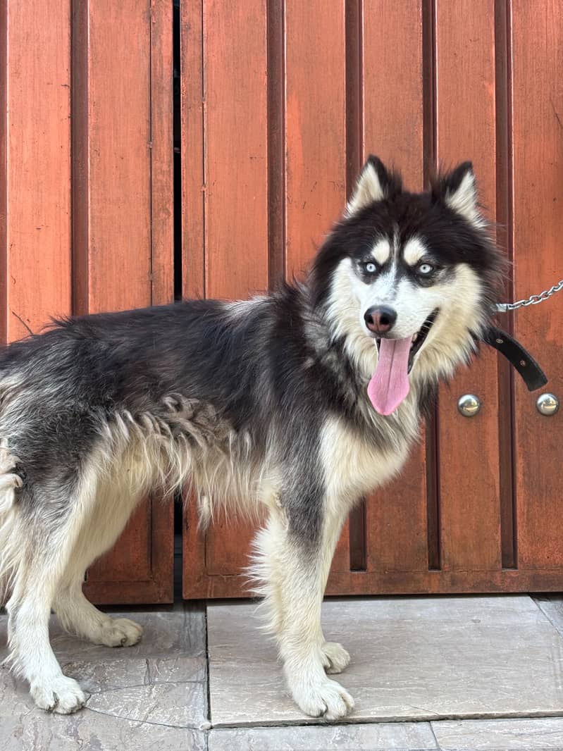 Husky 1