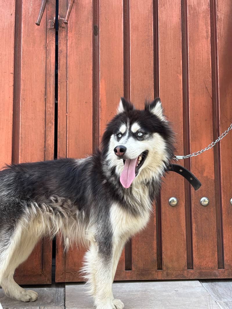 Husky 2