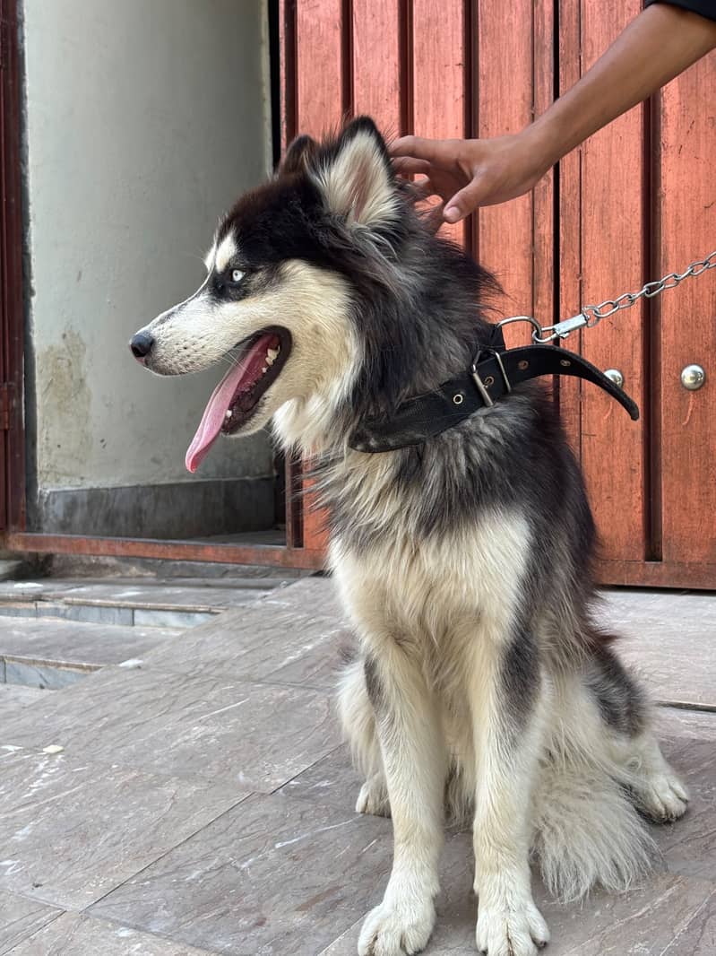 Husky 4