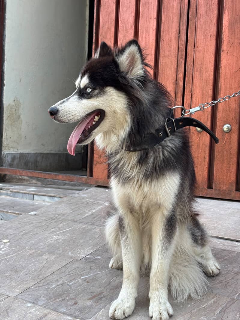 Husky 5