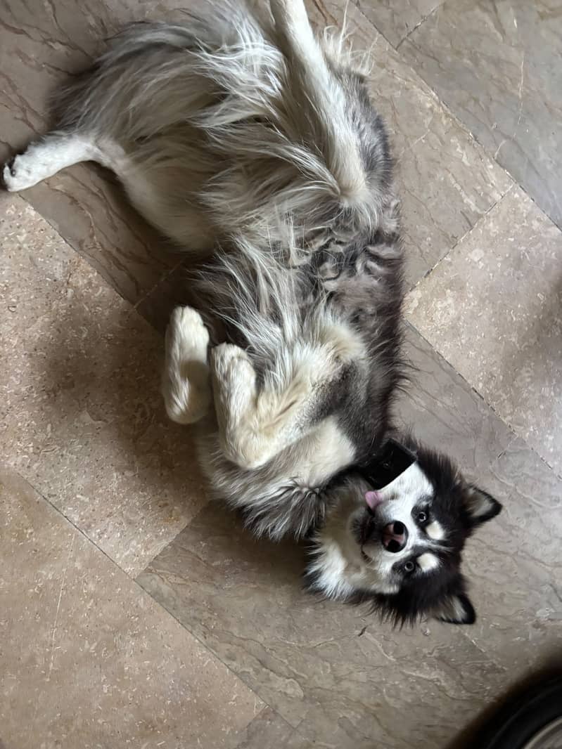 Husky 6