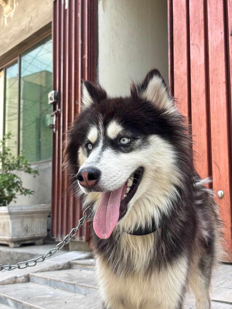 Husky 7