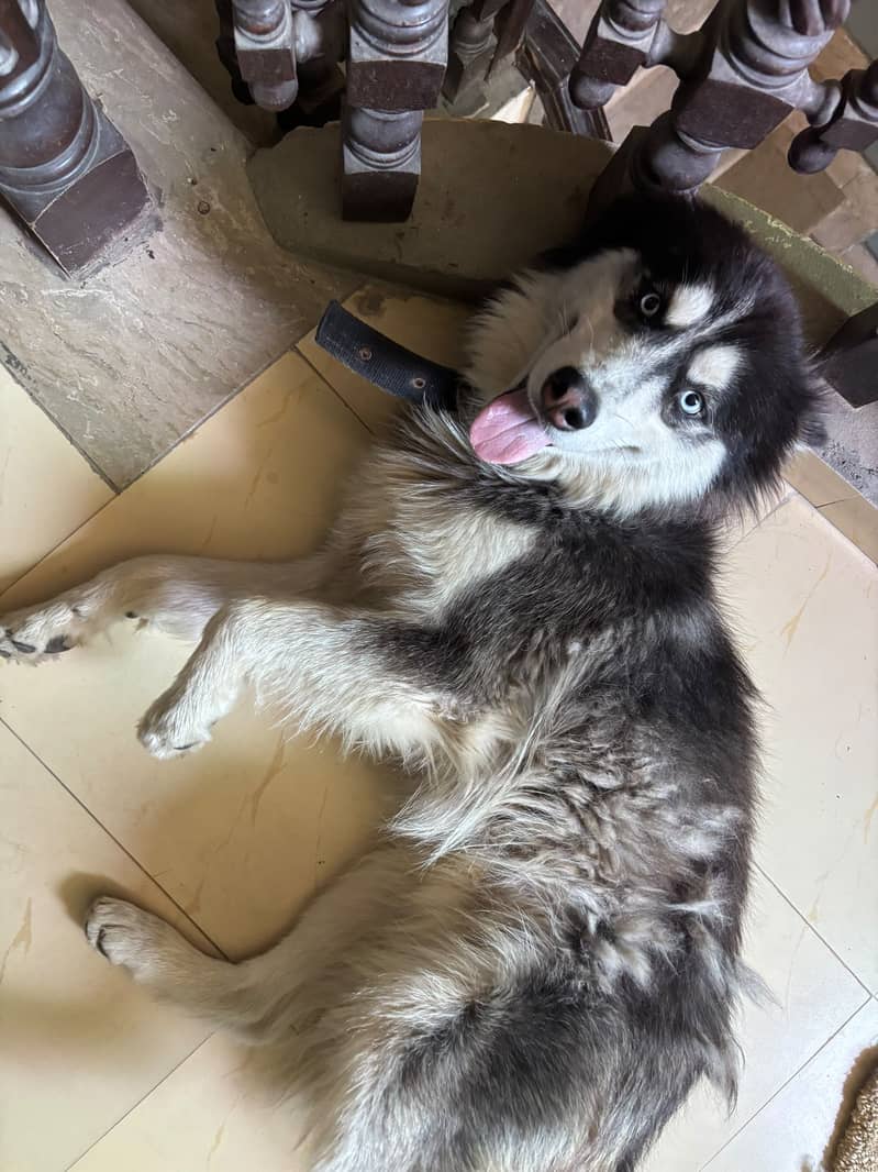 Husky 8