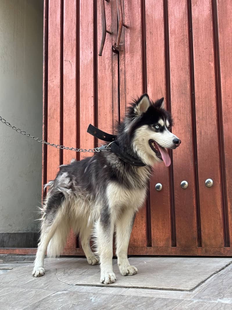 Husky 10