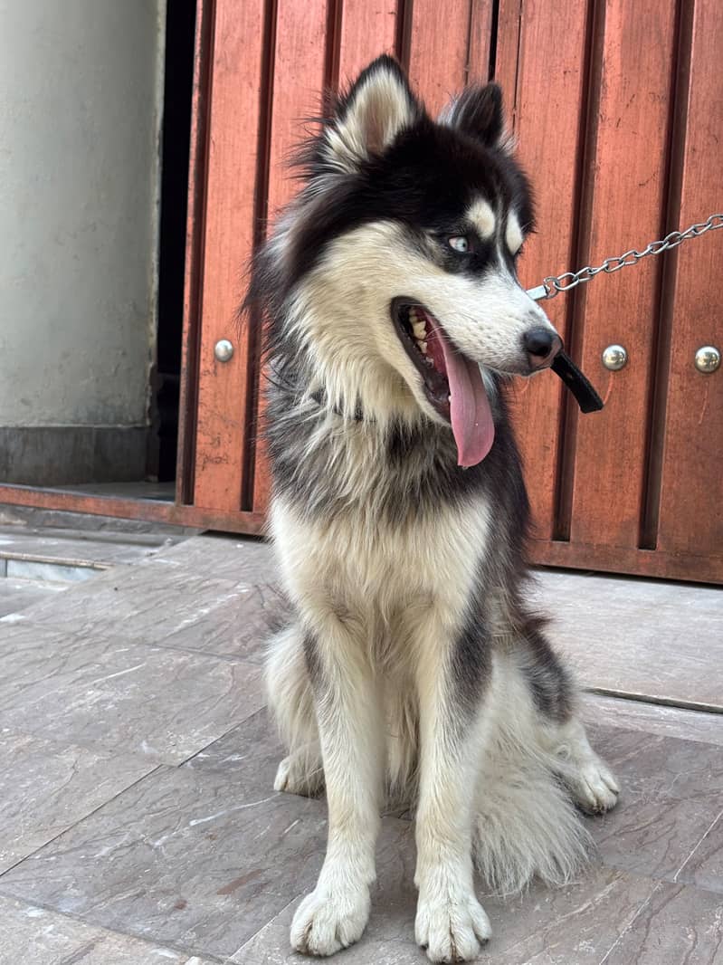 Husky 11