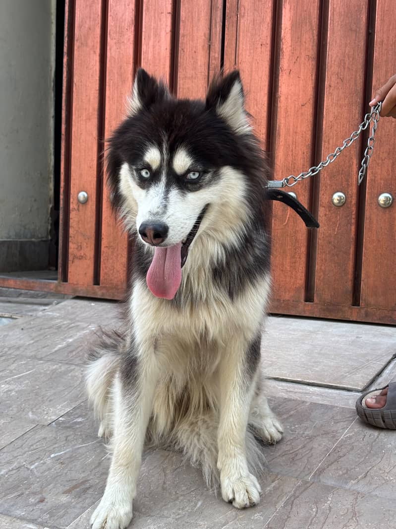 Husky 12