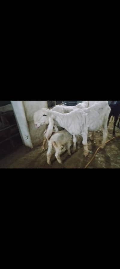 pure kajli sheep