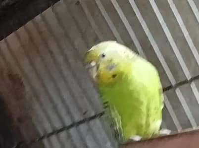 Begri parrot  and pigeon