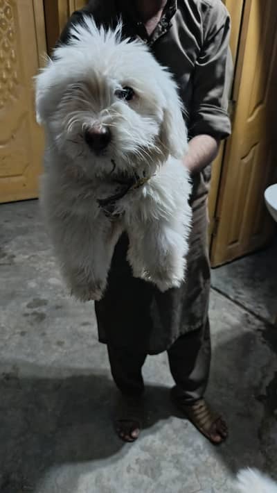 White russian/maltese pair of puppies