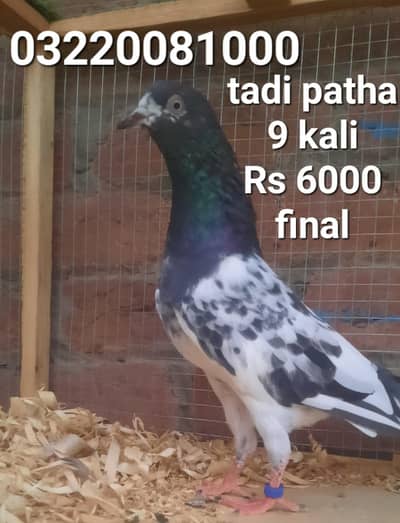 tadi golden laalpari kamager dub wale