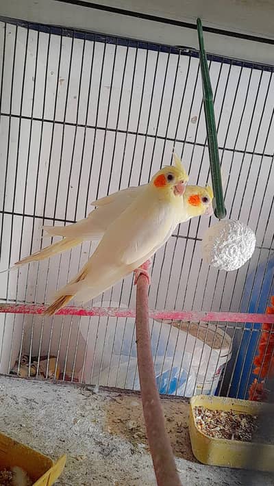Cream Red Eye Cockatiel Breeding Pair & Chicks For Sale