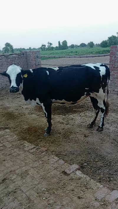 Friesian jersey cross