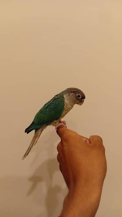 Blue turquoise conure | conure | blue conure | turquoise conure |