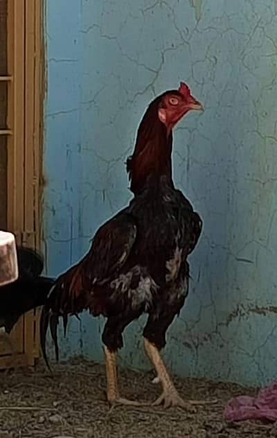 Aseel murga or 2 murgi for sale 0306,4804701