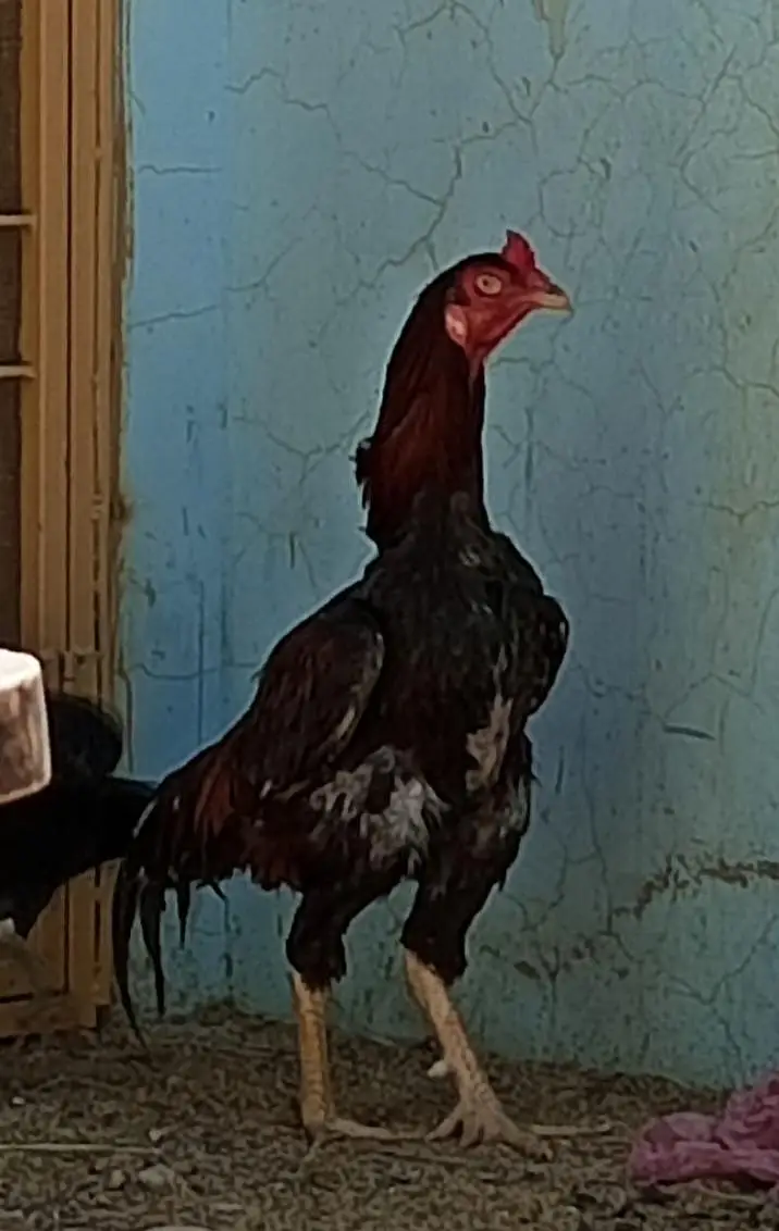 Aseel murga or 2 murgi for sale 0306,4804701