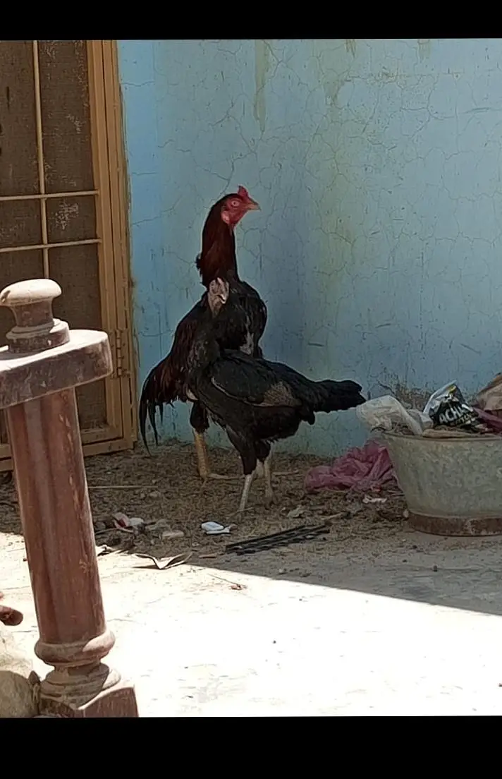 Aseel murga or 2 murgi for sale 0306,4804701 — photo 3
