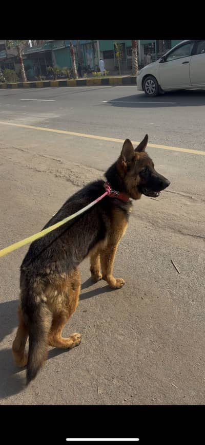 Pink pedigree topline gsd  all documents clear with vaccination card 