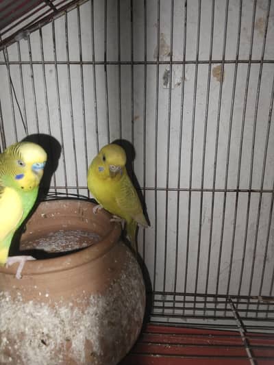 Australian parrots