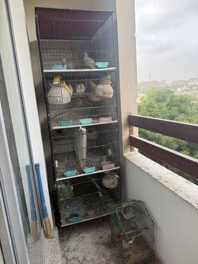 Cage with lovebirds
