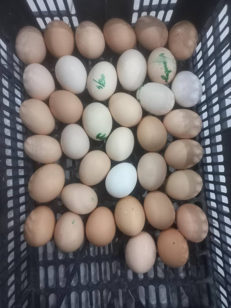 Heritage Australorp 12