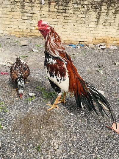 High Quality Cheena Aseel Murga For Sale.