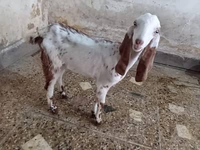1 Pair with Female kids urgent sale Makhi Cheeni